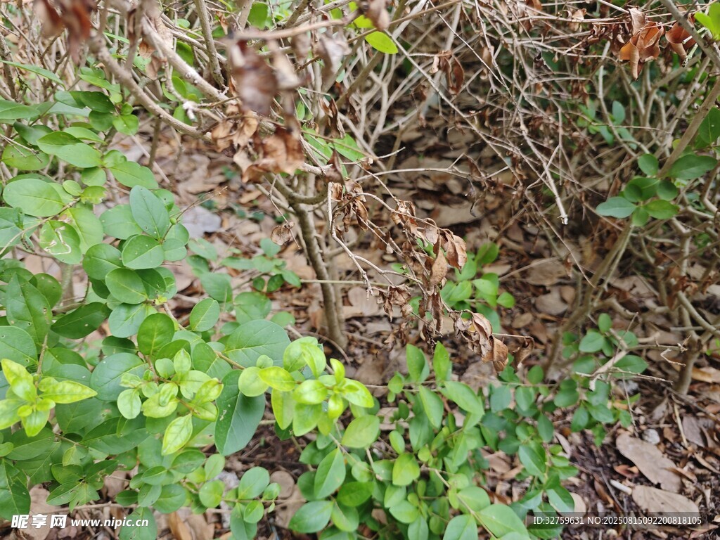 地面綠植與枯枝景象