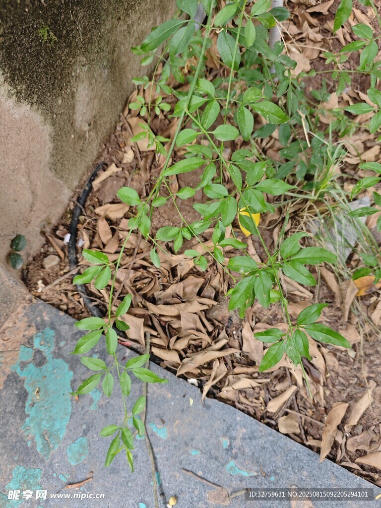 墻角綠植與落葉景象