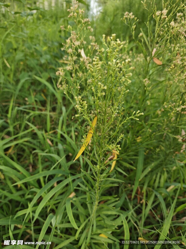 野外茂盛的綠色植物