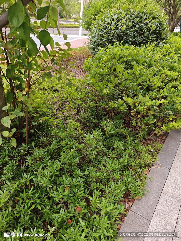路邊綠意盎然的植物景觀