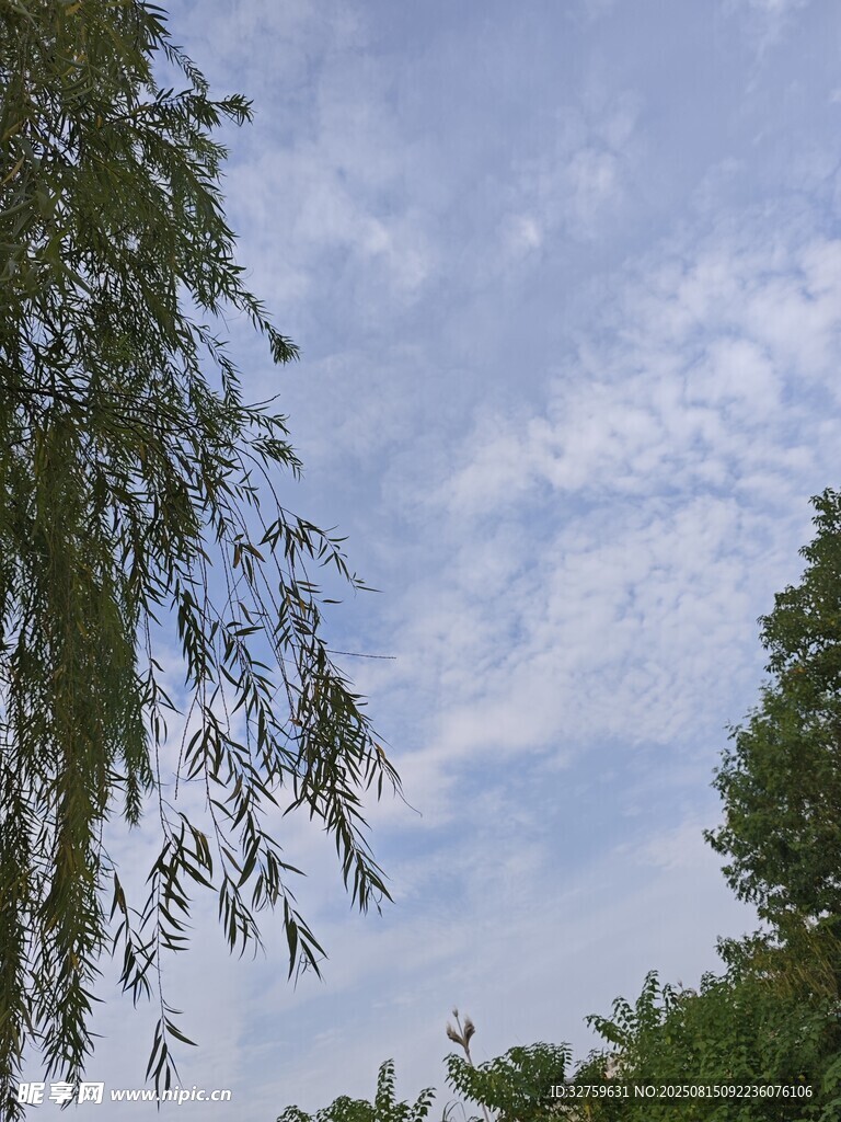 藍(lán)天白云下的垂柳綠樹