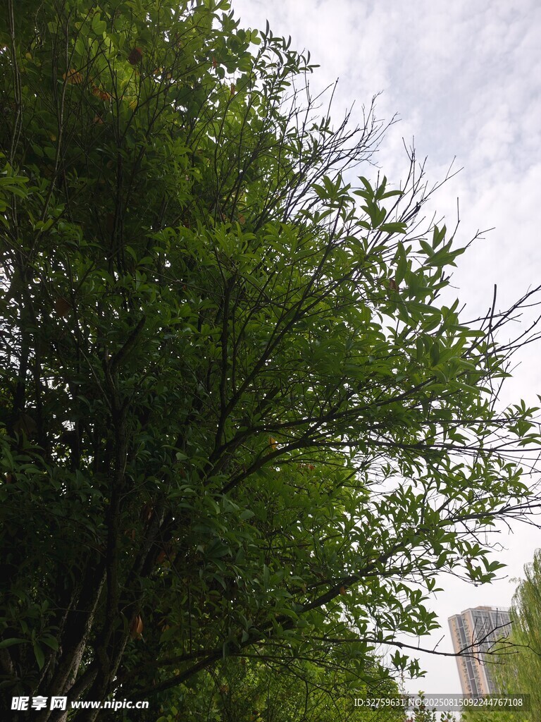 茂密綠樹(shù)與朦朧天空