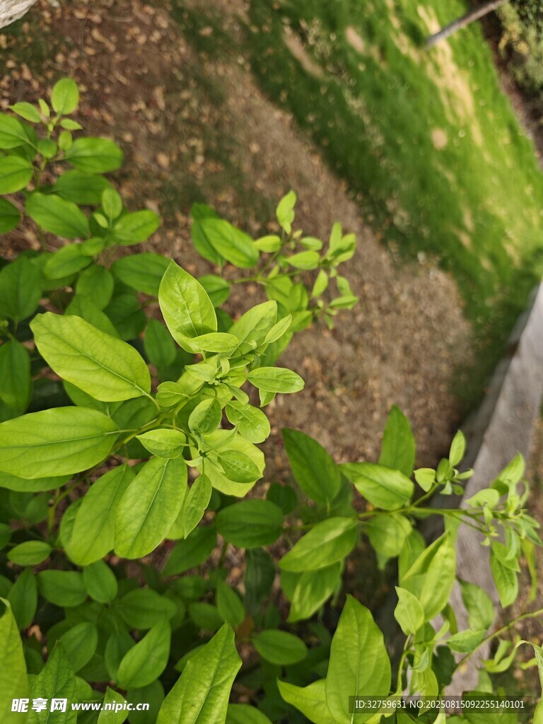 翠綠生機(jī)的植物葉片