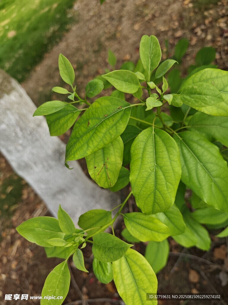 嫩綠植物生機(jī)盎然