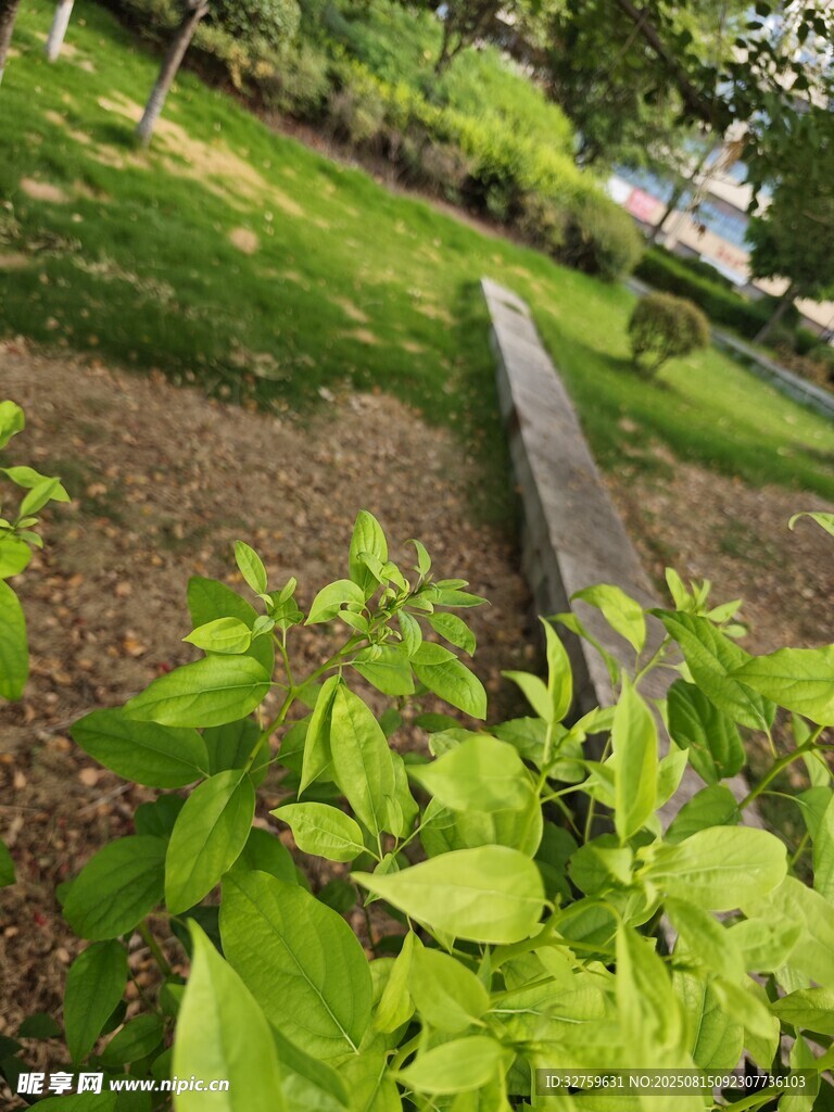 綠意盎然的戶外植物景觀