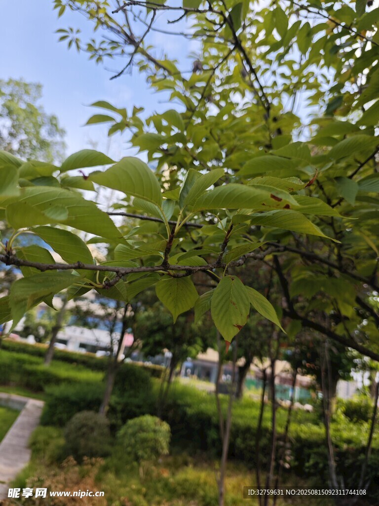綠意盎然的城市園林景觀