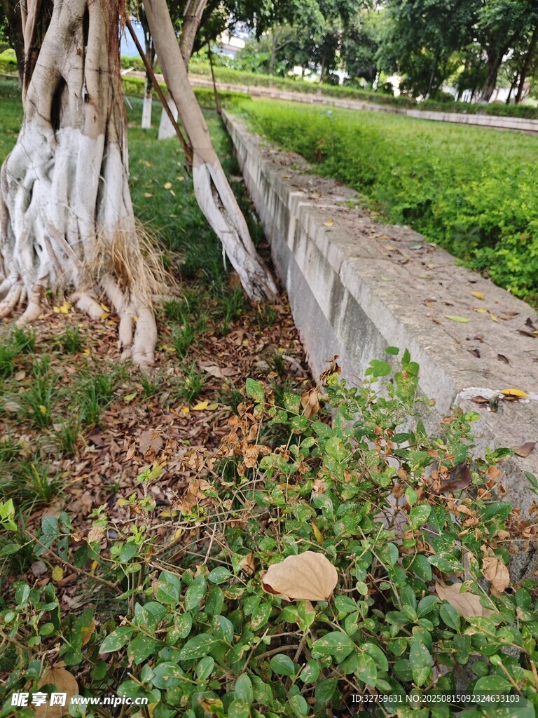 樹根旁的綠植景觀