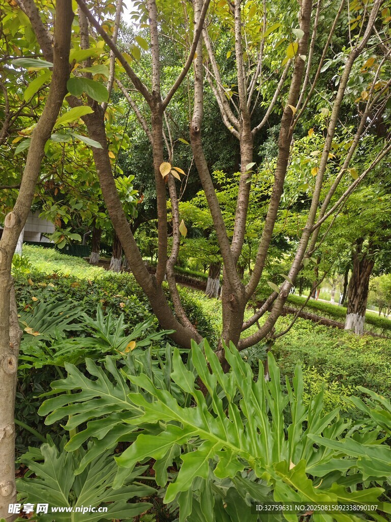 綠意盎然的園林植物景觀