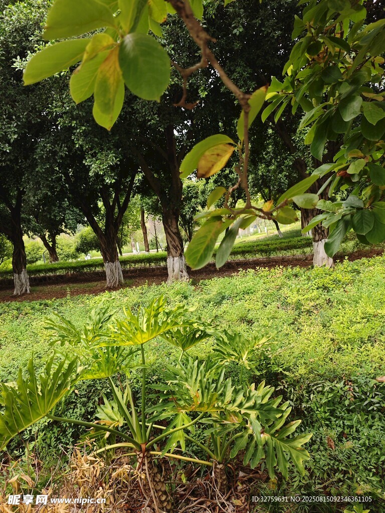 綠意盎然的戶外園林景致
