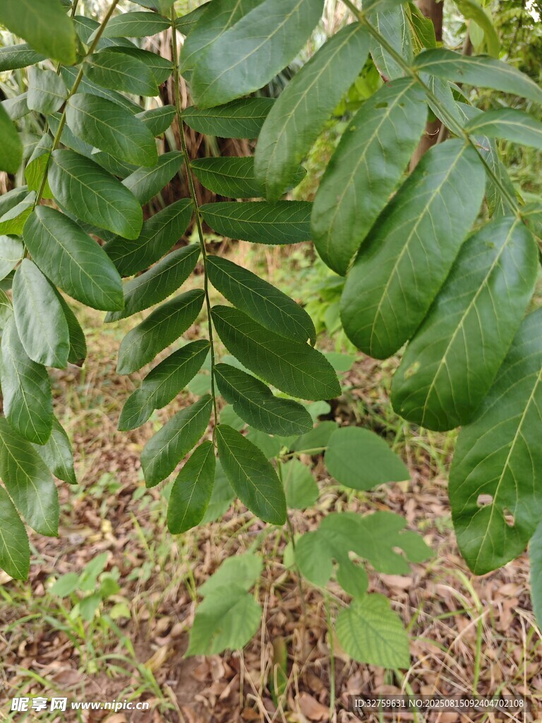 綠葉繁茂的植物枝葉