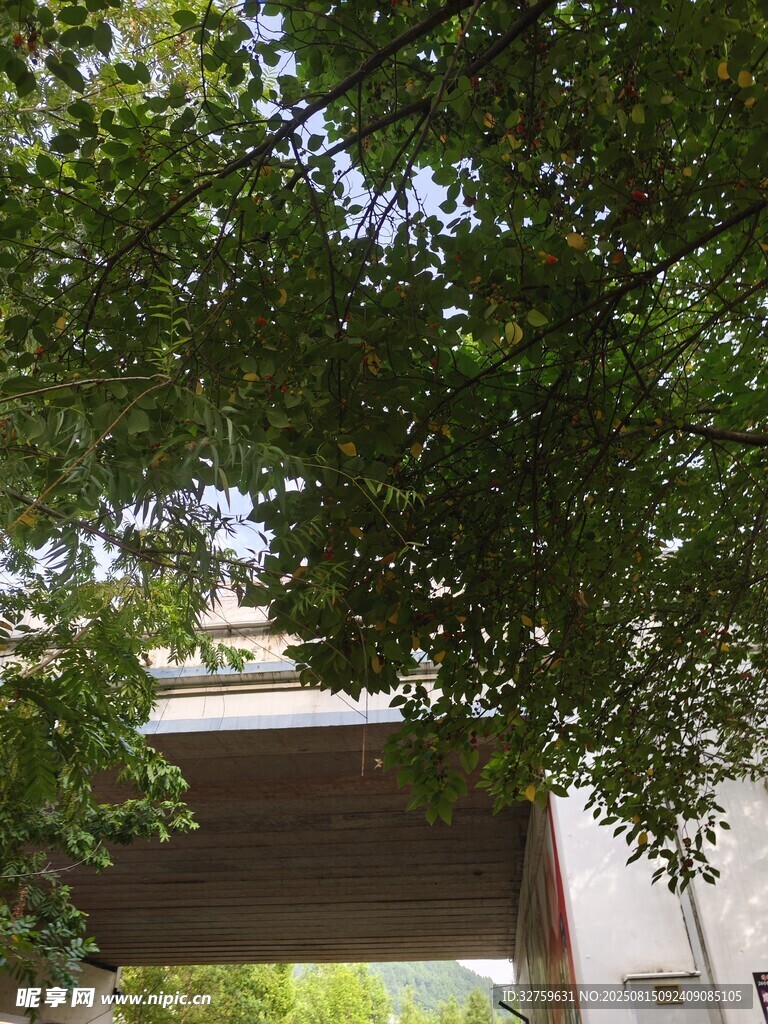 透過(guò)枝葉看建筑