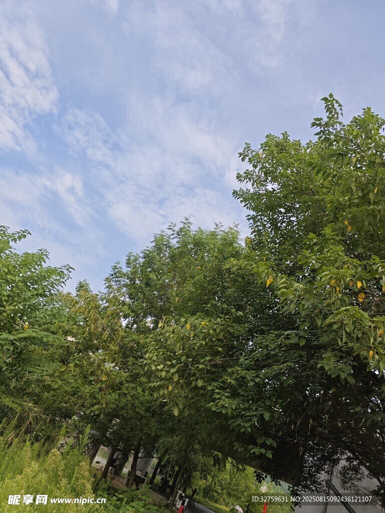 綠樹成蔭的戶外景象