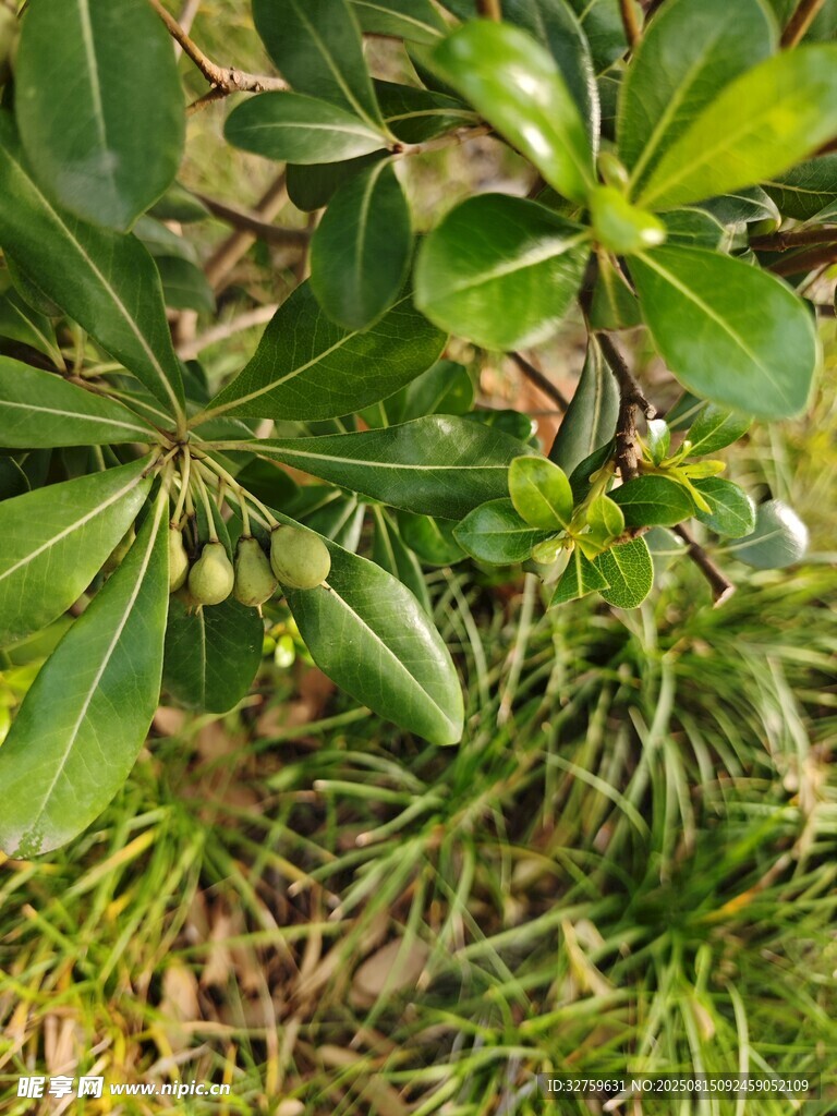 綠葉繁茂的地面植物景觀