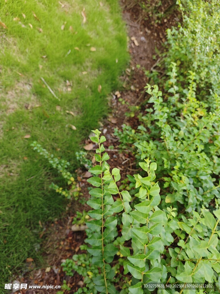 綠草與蕨類植物的邊界