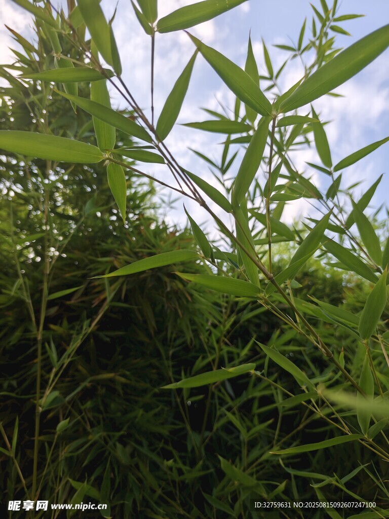 翠綠竹葉與繁茂綠植景觀