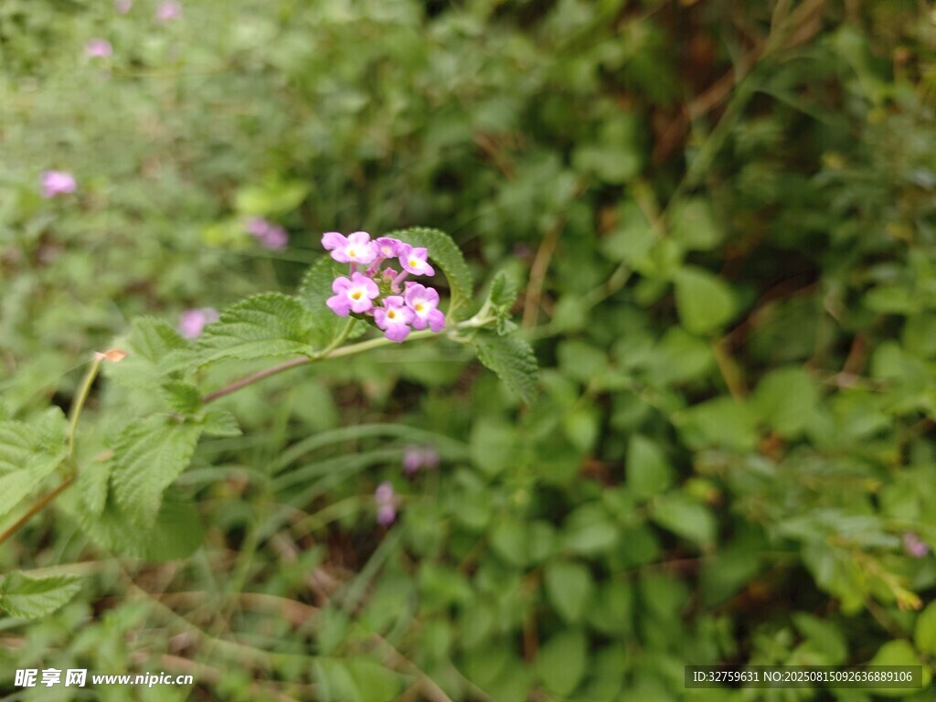 草叢中的嬌艷小花