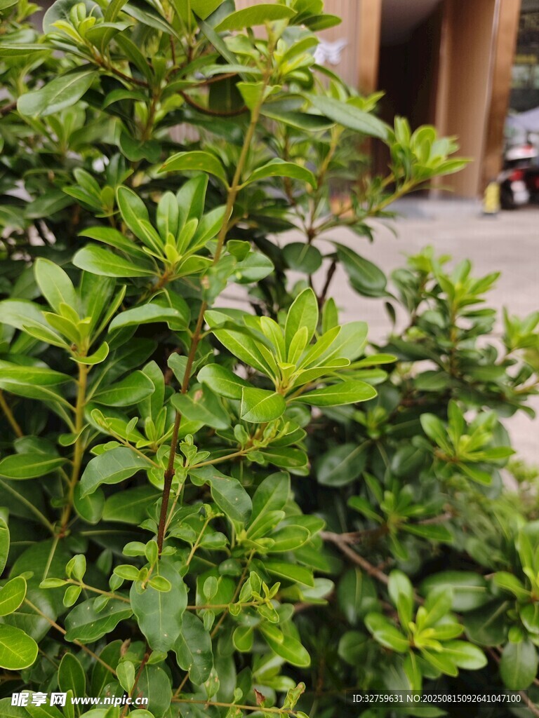 翠綠繁茂的戶外綠植景觀