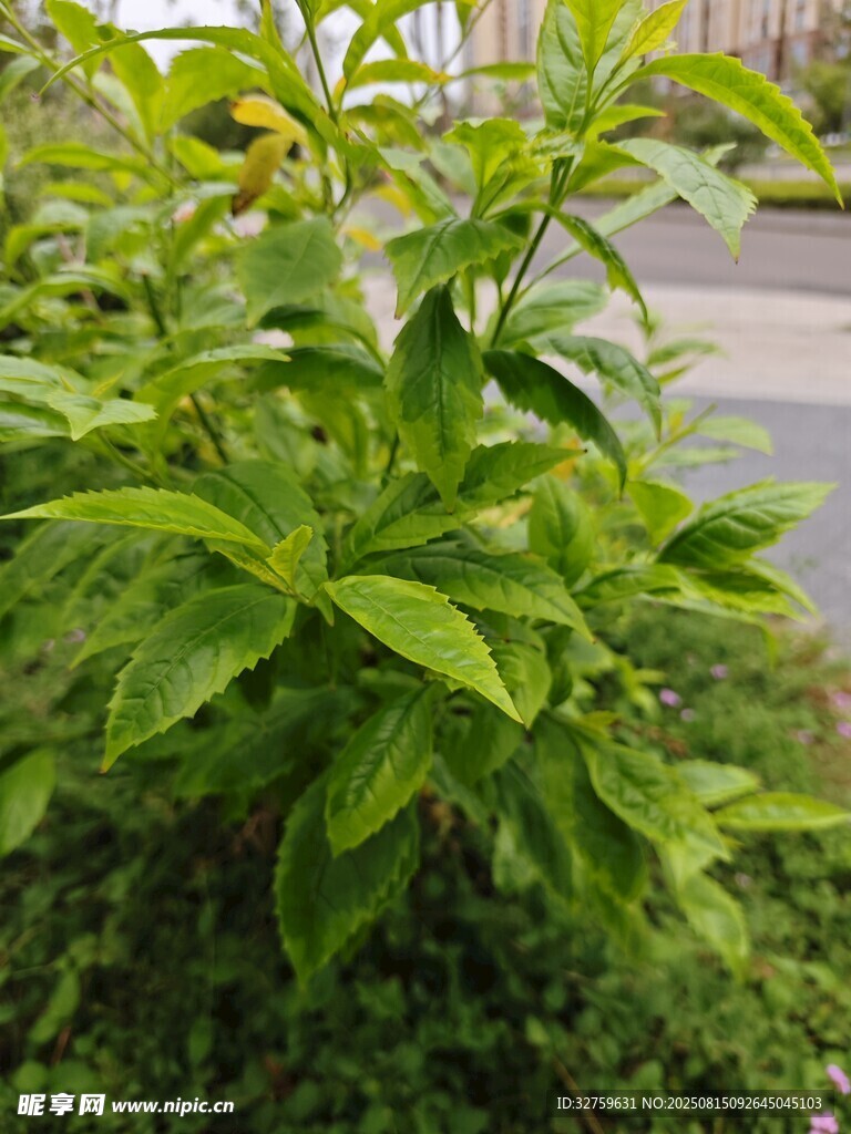 綠葉繁茂的路邊植物