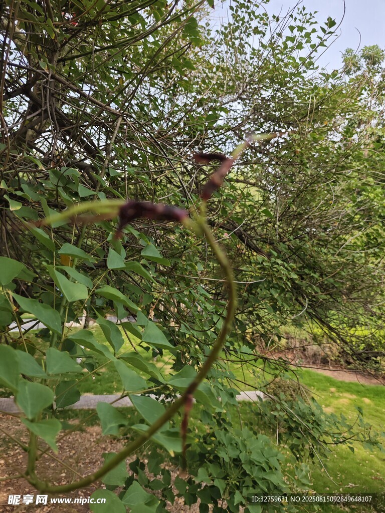 枝頭綻放的紫色花朵