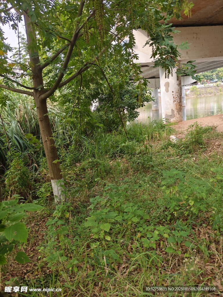 庭院綠植景致