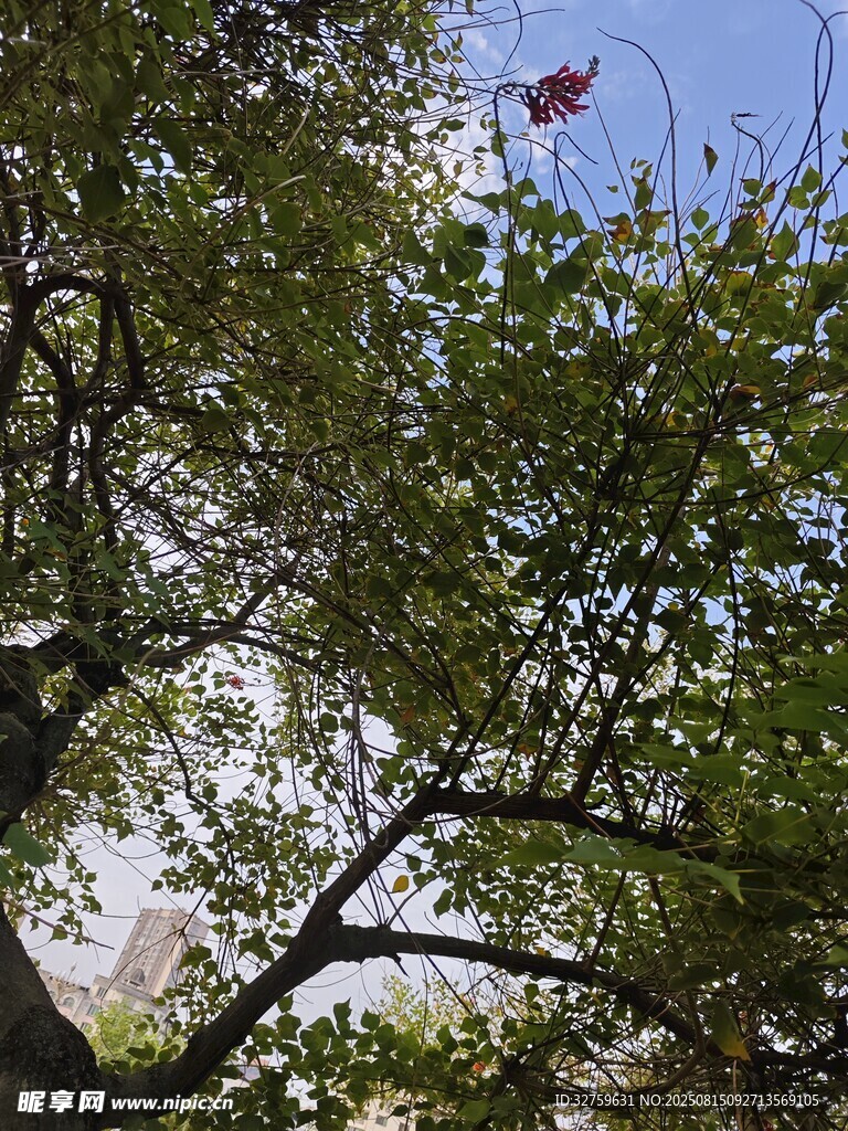 綠樹間的藍(lán)天與風(fēng)箏