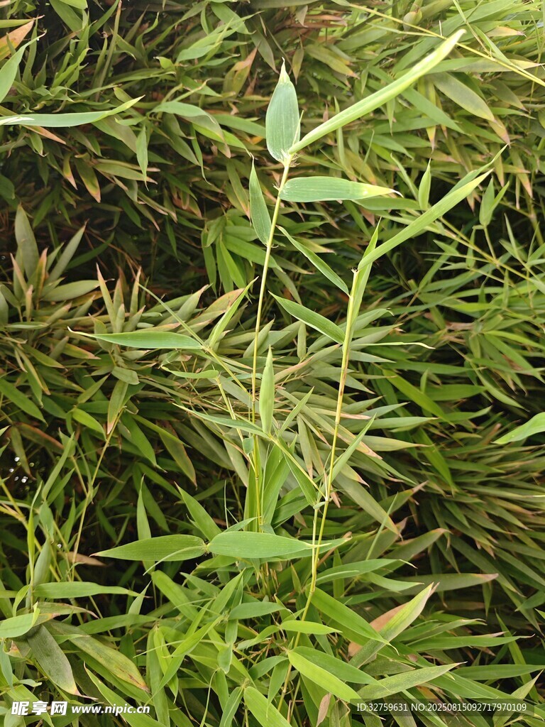 翠綠草叢中的細(xì)長(zhǎng)植物