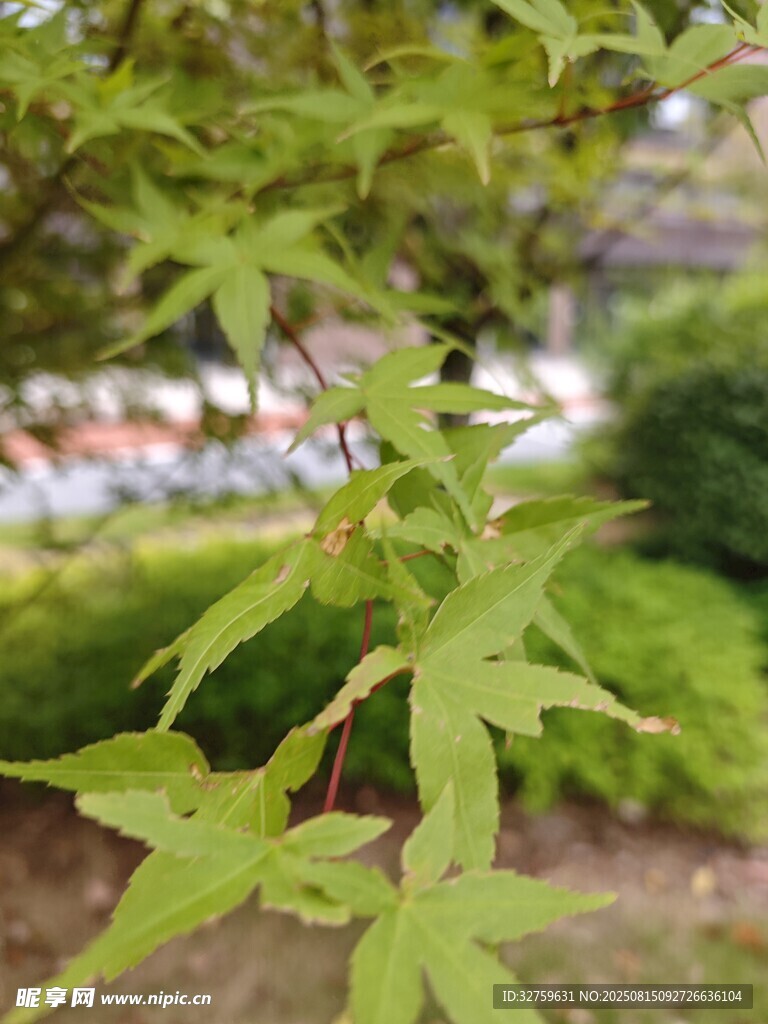 嫩綠楓葉枝 