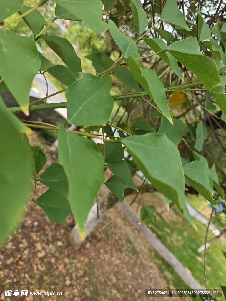 綠葉間的黃果