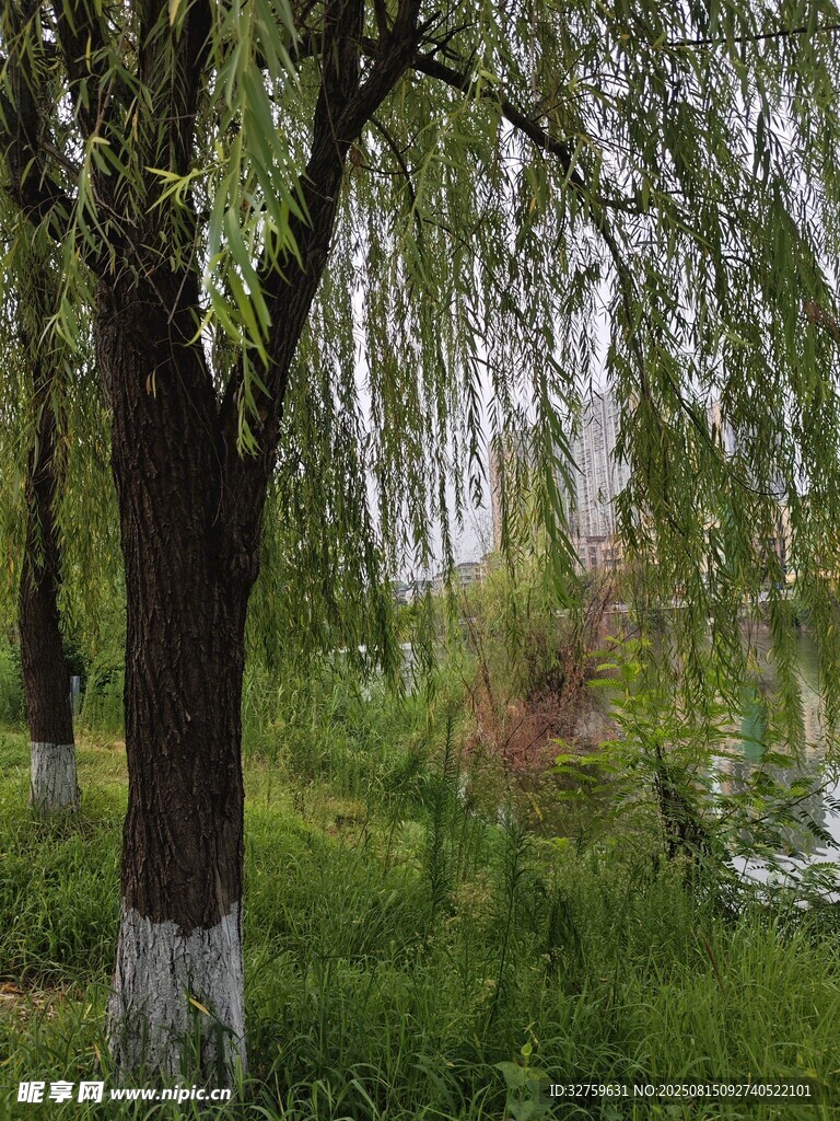 春日垂柳美景
