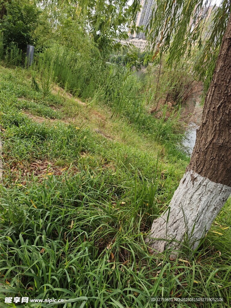 河邊草地與樹干景象