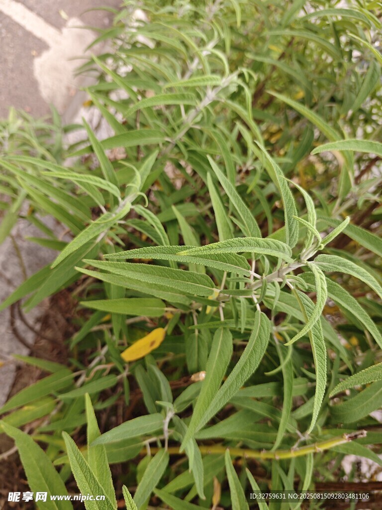 綠葉間的黃色小花