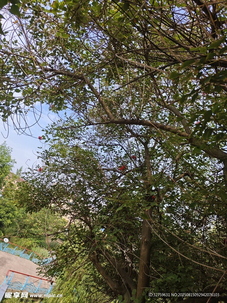 繁茂綠樹間的開闊景致