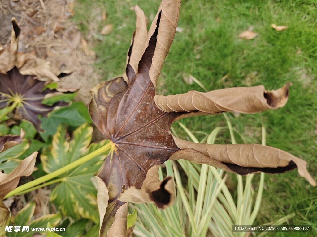枯萎的奇異植物