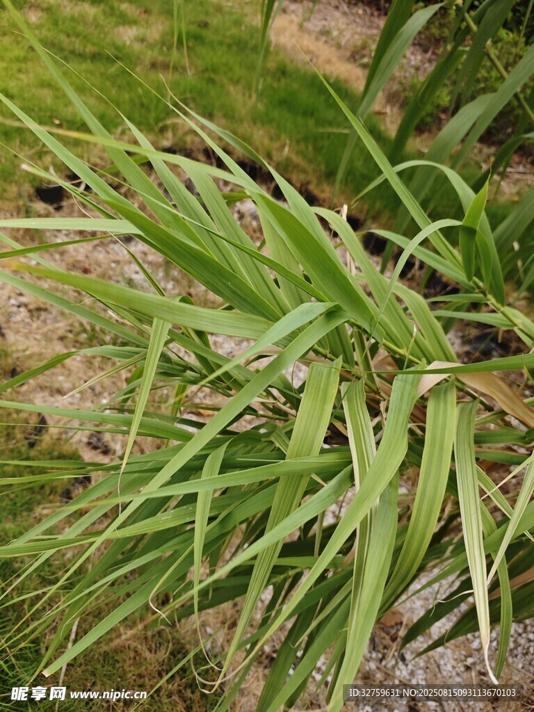 翠綠叢生的細(xì)長葉片植物
