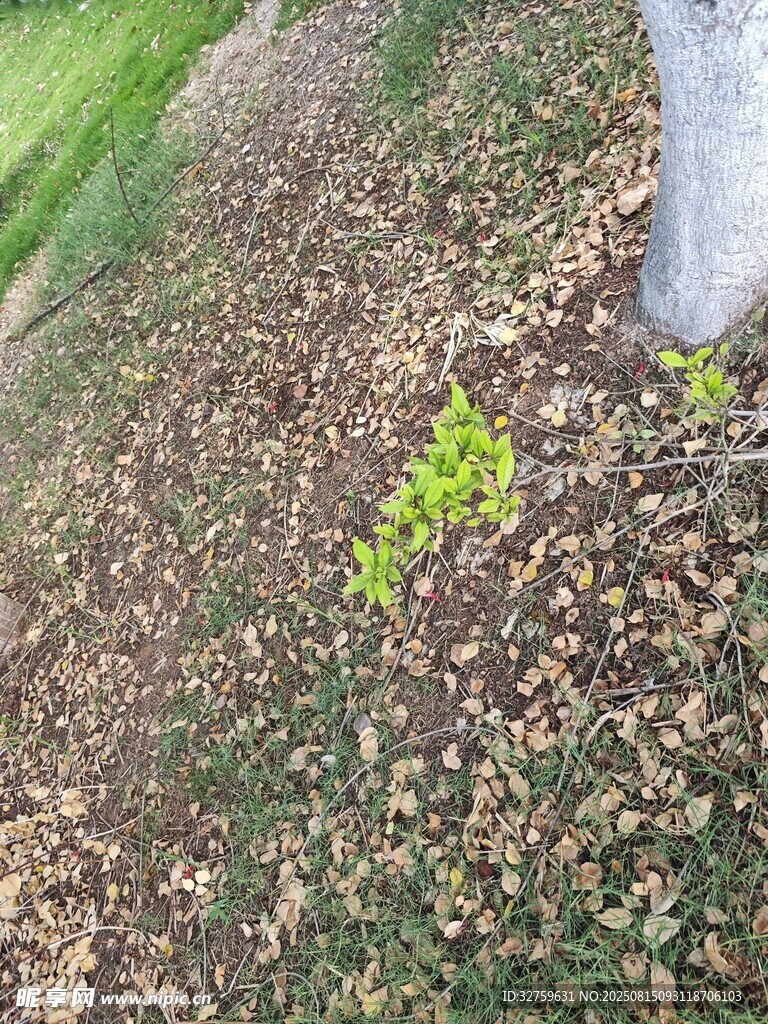 樹下嫩綠幼苗