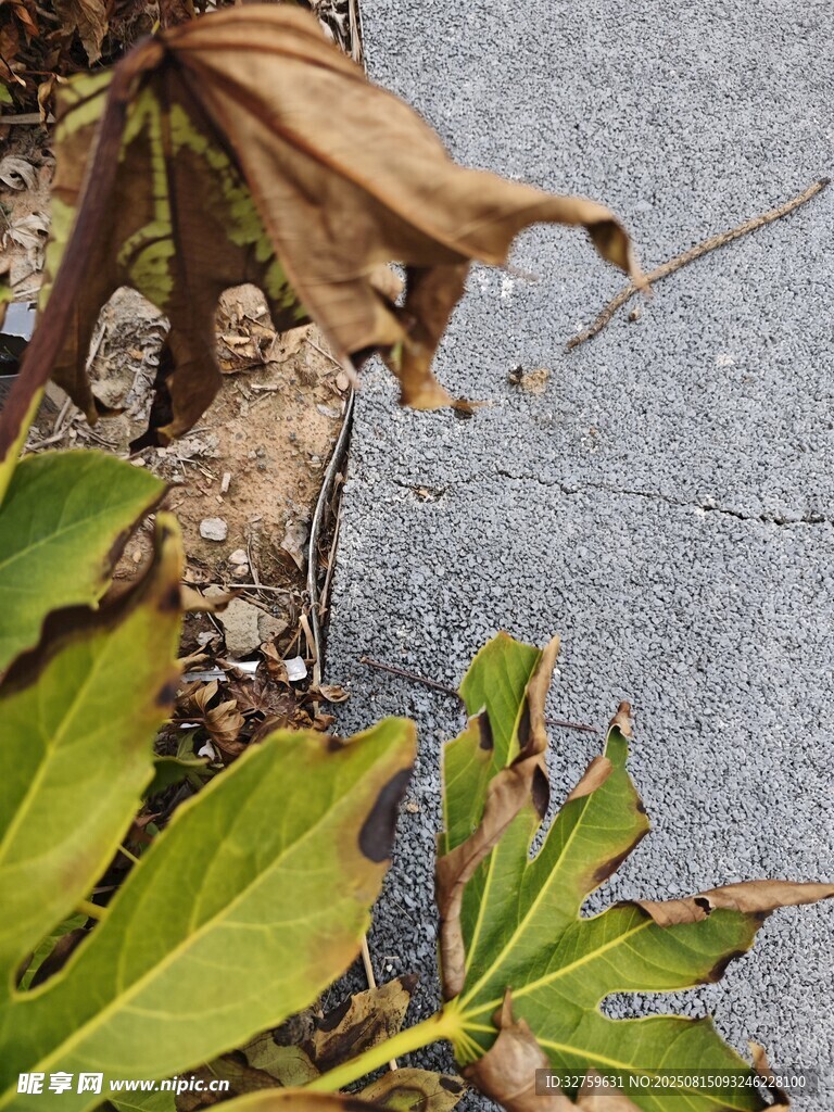 綠葉與枯葉的自然景象