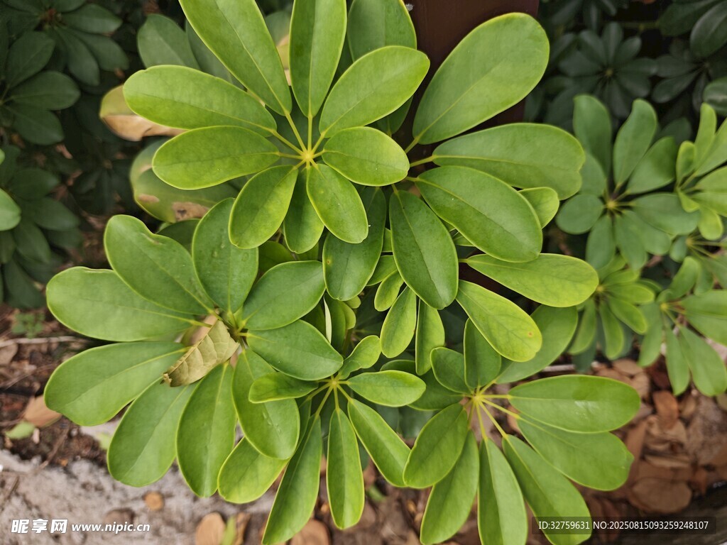翠綠葉片的植物特寫