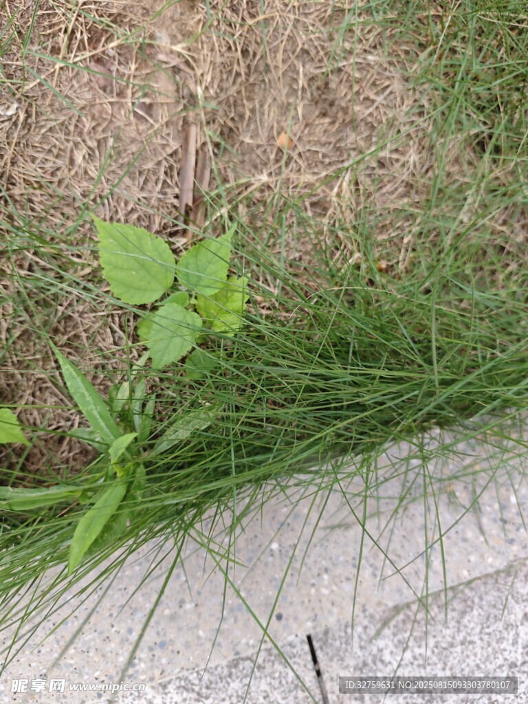 路邊新生的嫩綠小植物