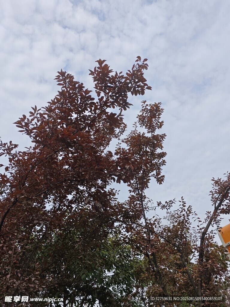 秋日樹(shù)梢 