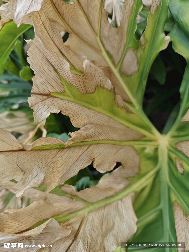 葉片枯黃破損的植物