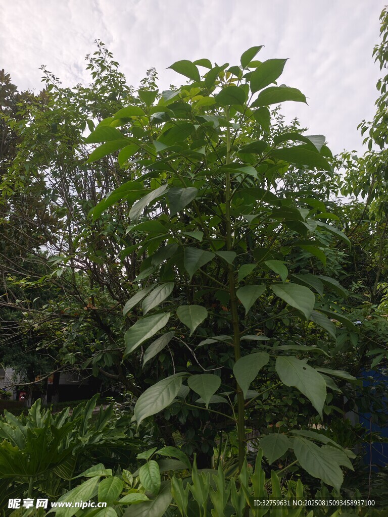 茂盛綠植 