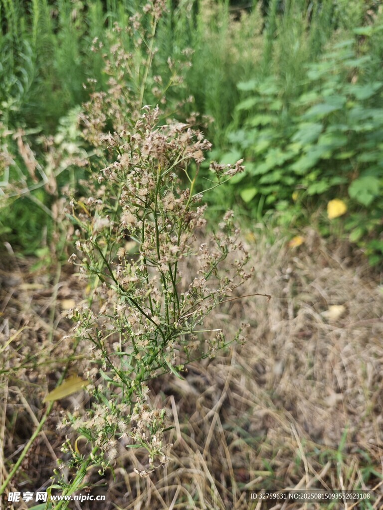 干枯雜草特寫