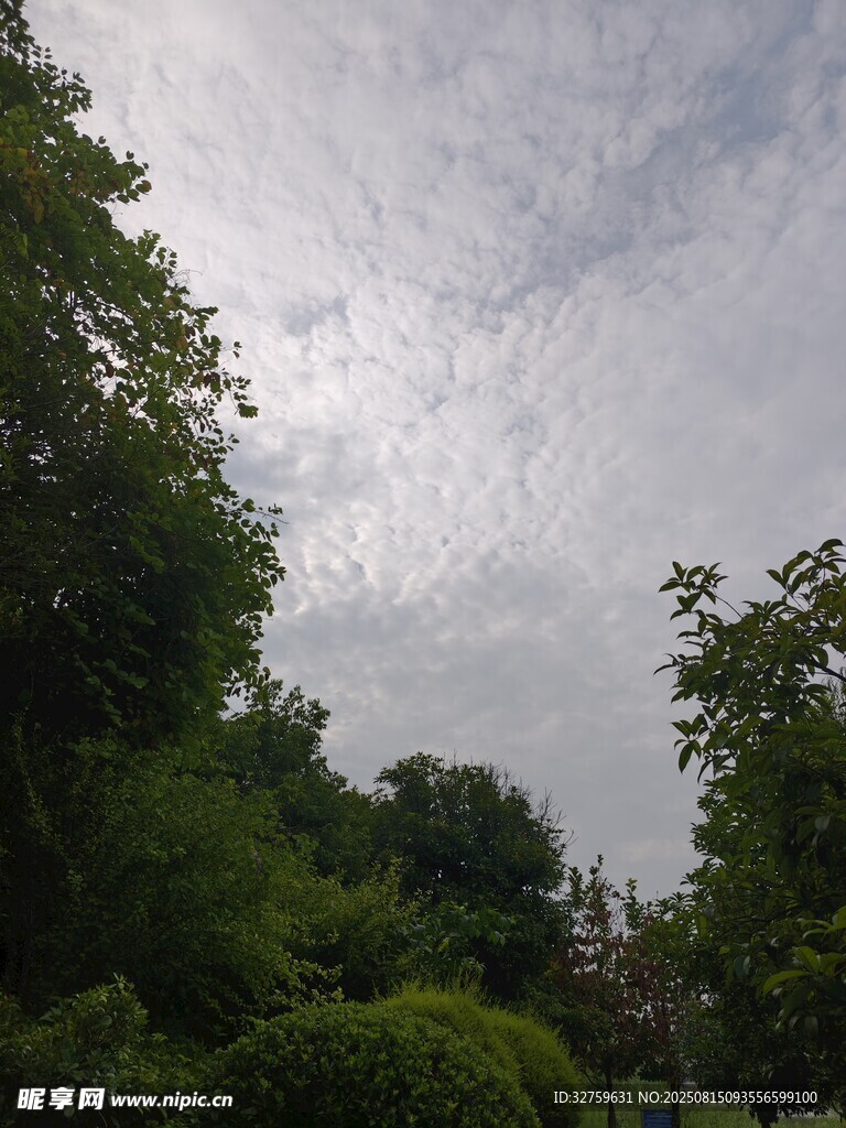 陰天樹(shù)林景象