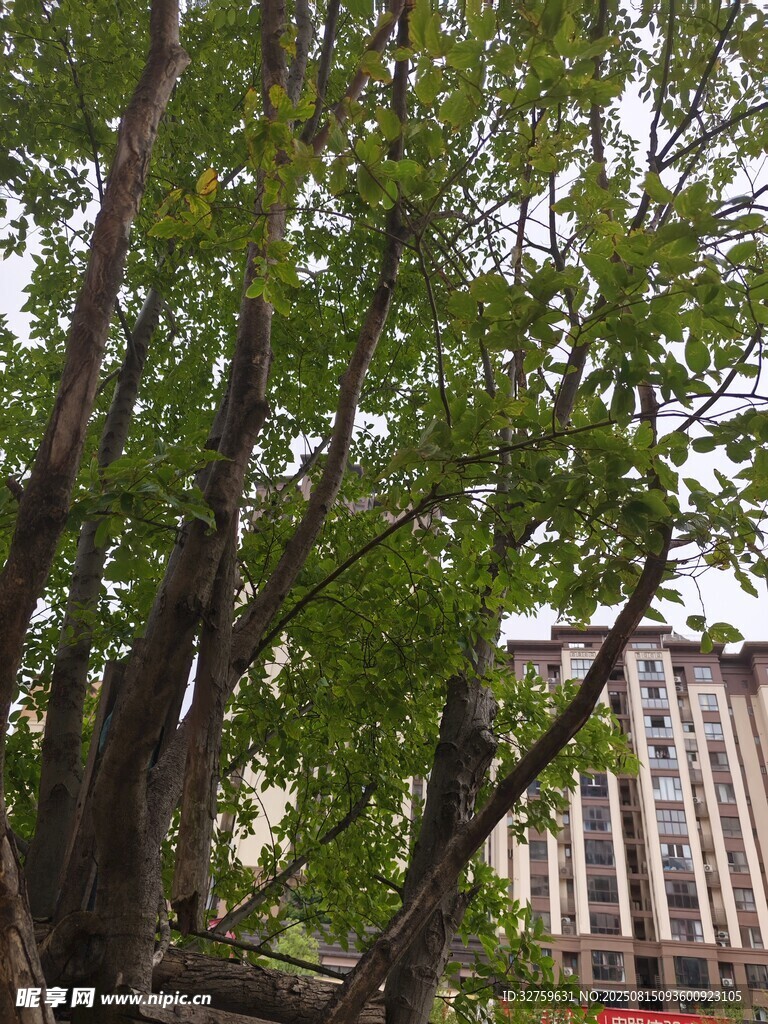 繁茂大樹與背后的建筑物