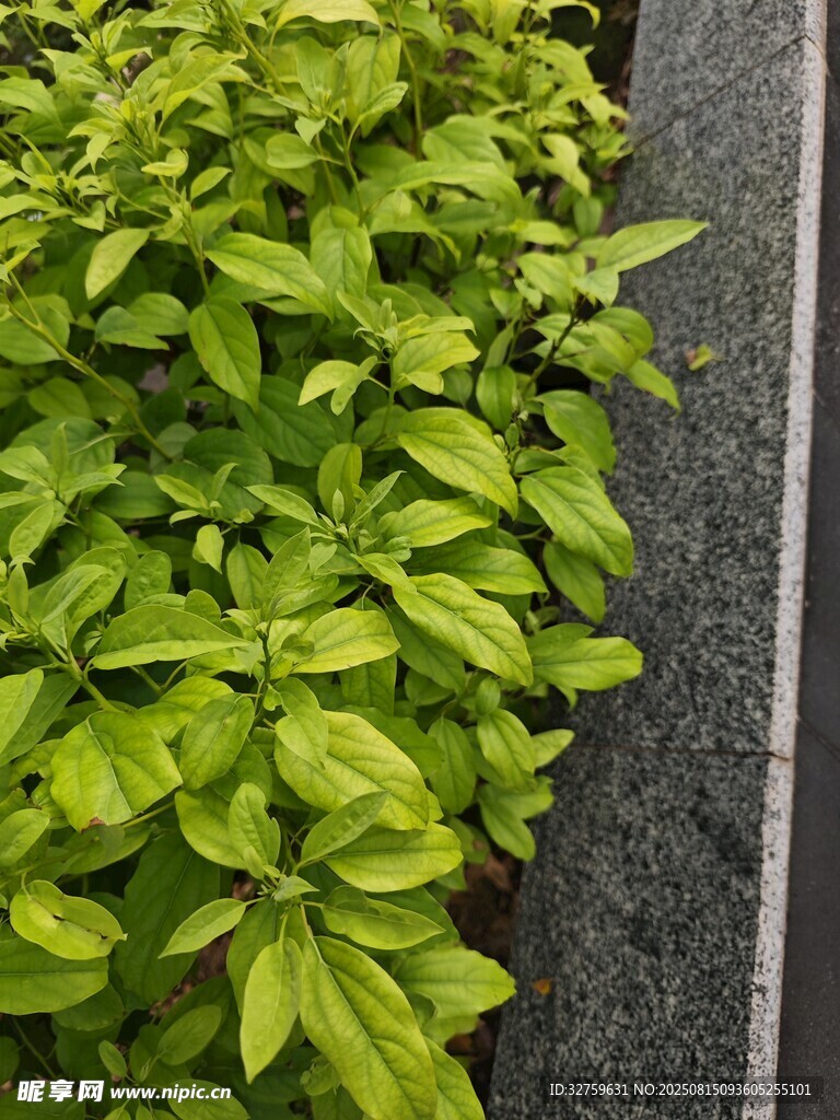 翠綠鮮嫩的綠植葉片