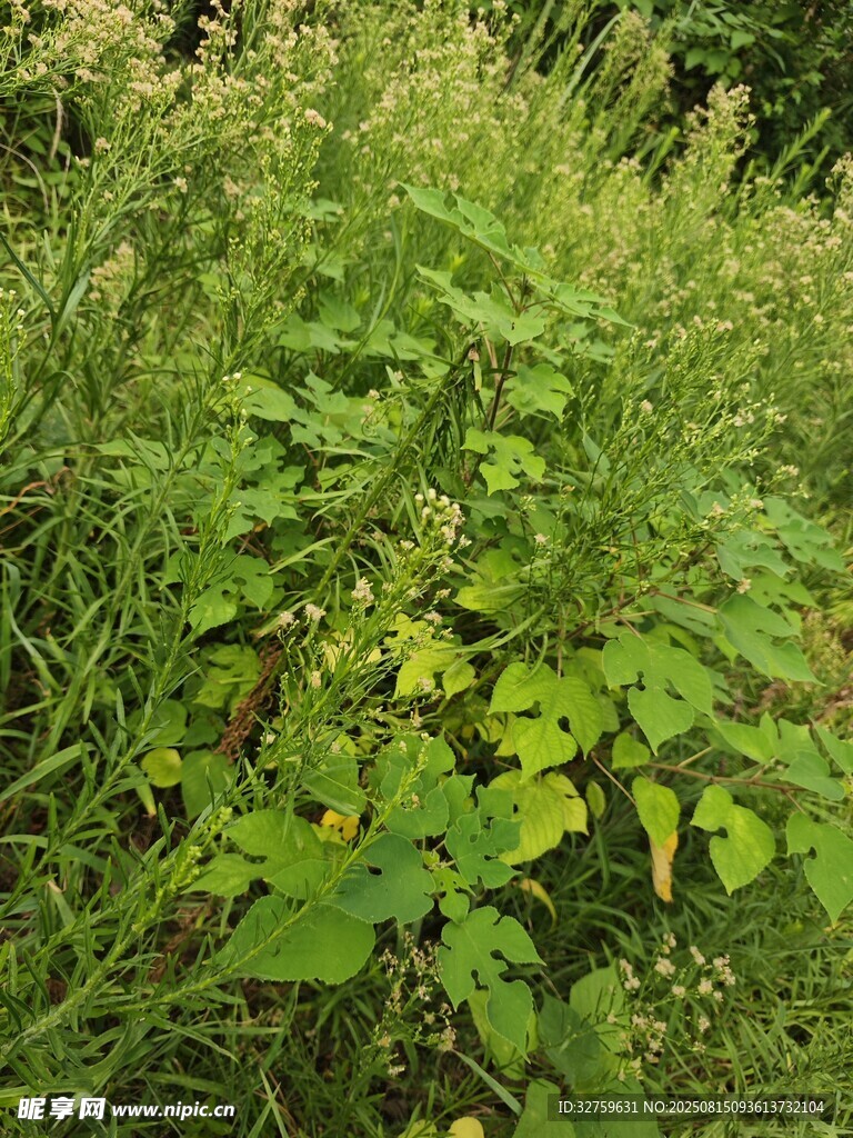 野外繁茂的綠色植物