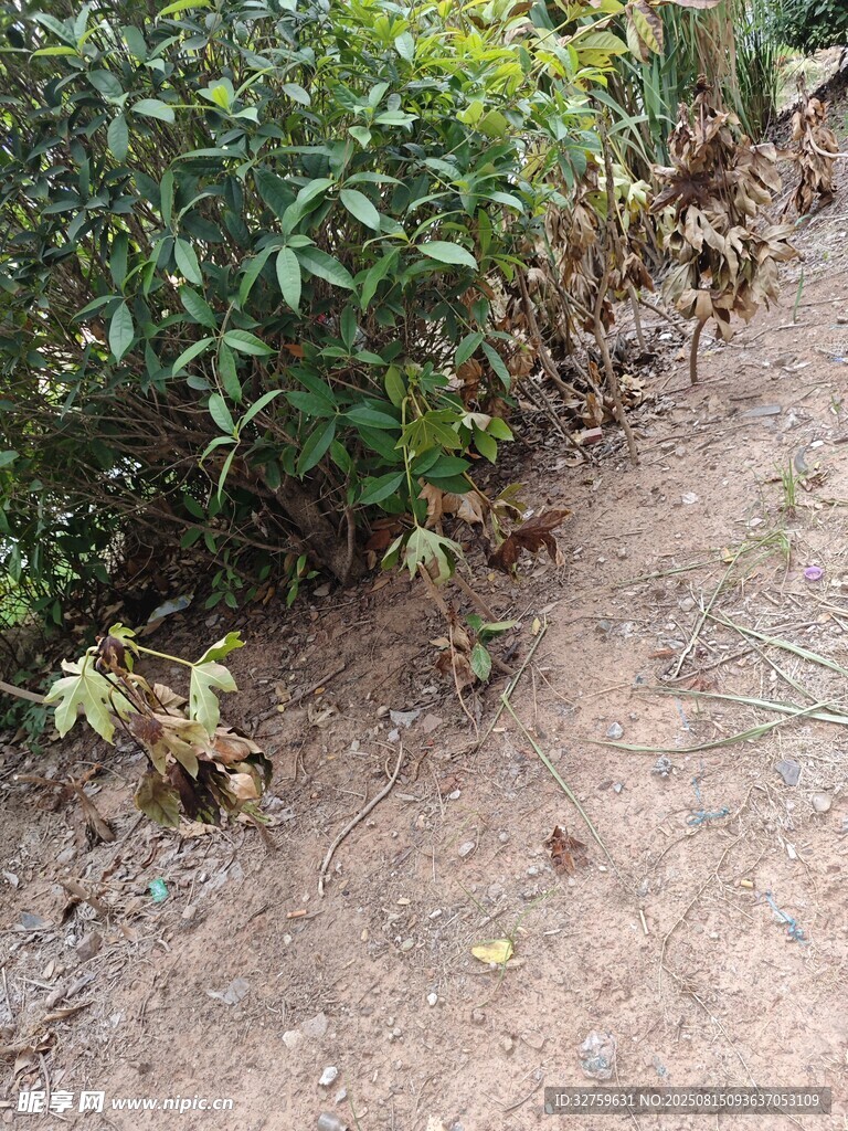 路邊綠植旁的枯黃植物