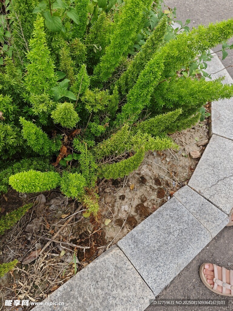 路邊綠植景觀