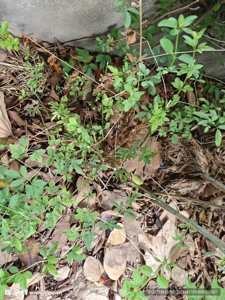 地面綠植與落葉景象