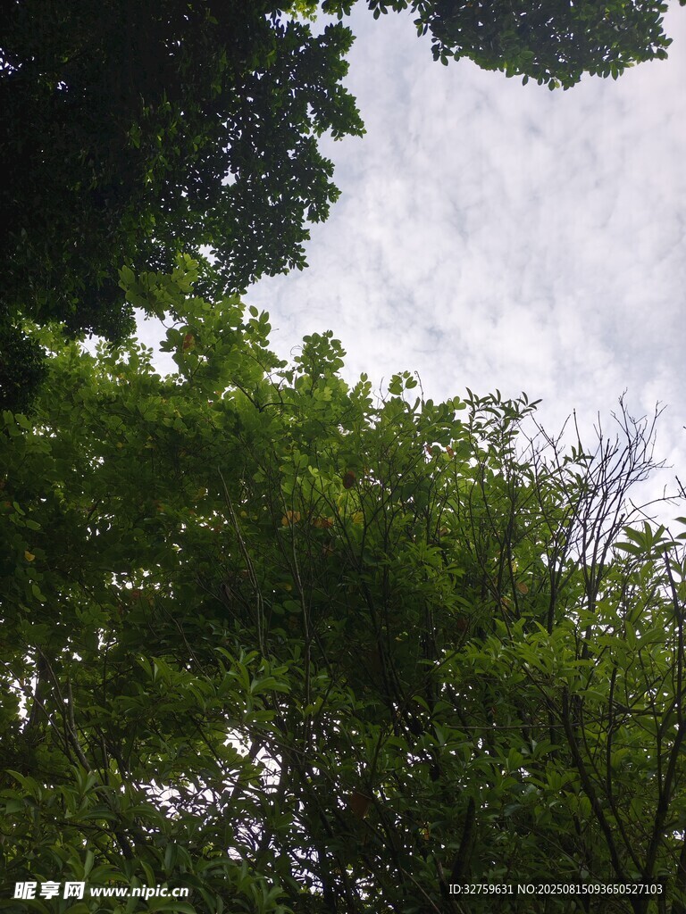 仰視茂密綠樹與天空